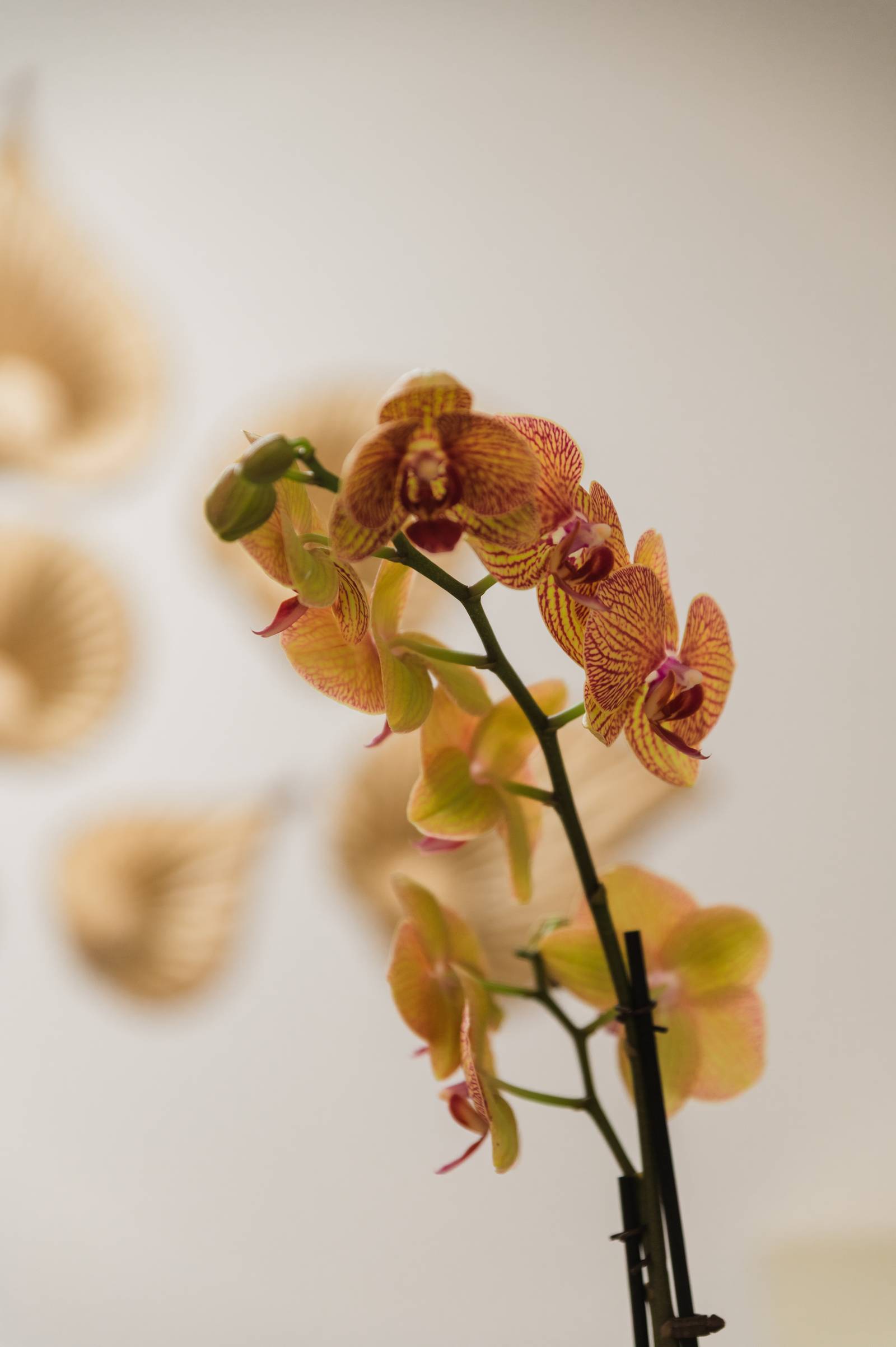 Check-in area with professional spa atmosphere